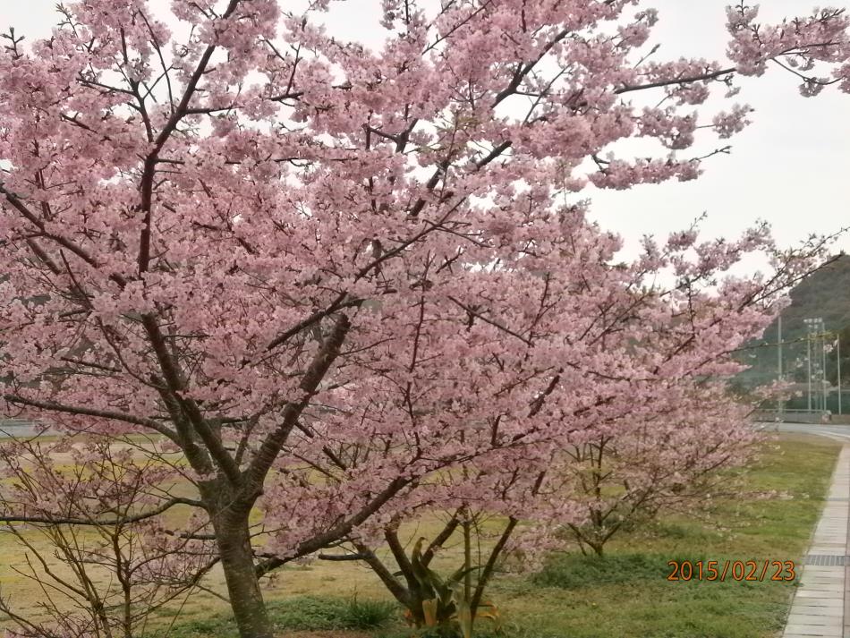 河津桜