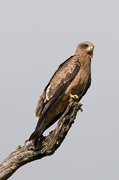 398px-Black_Kite_2364818940