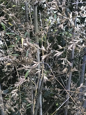 竹の花？