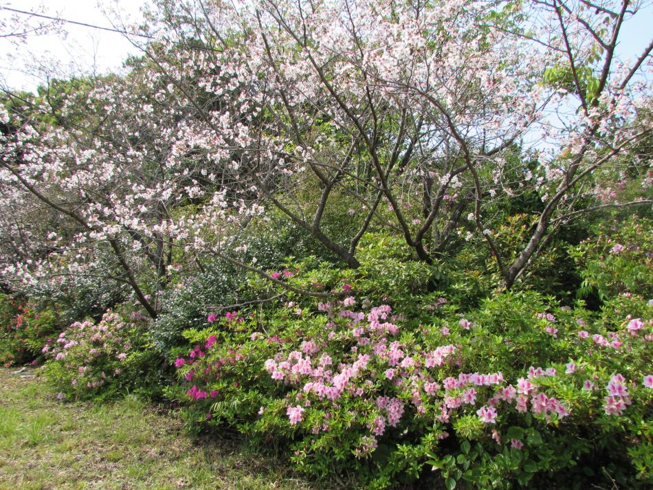 桜