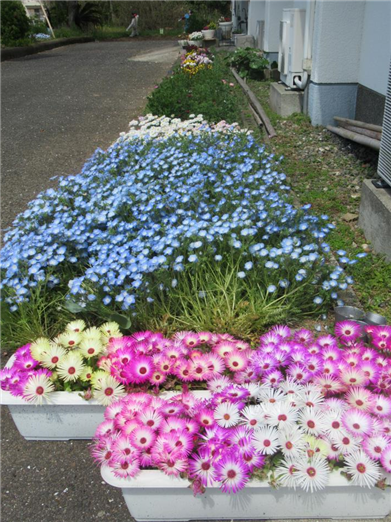 はな8