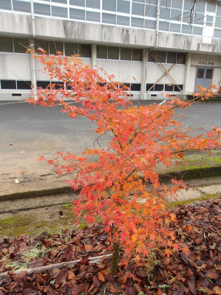 202512モミジ（回転90）