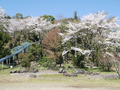 竜洞山の桜１