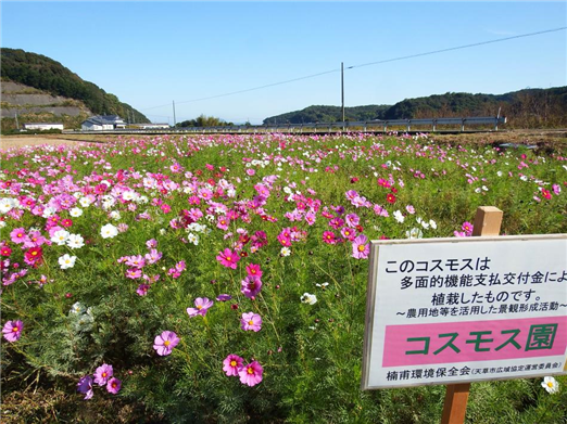 コスモス2