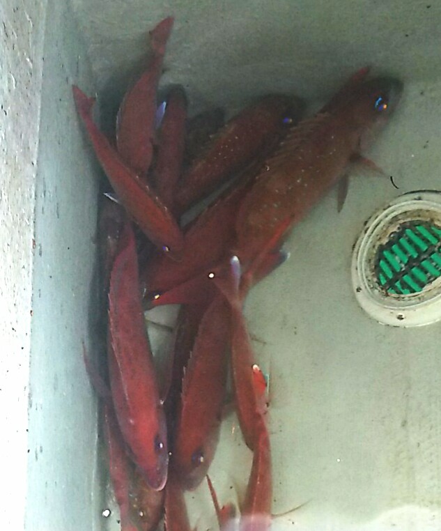 鯛ラバー