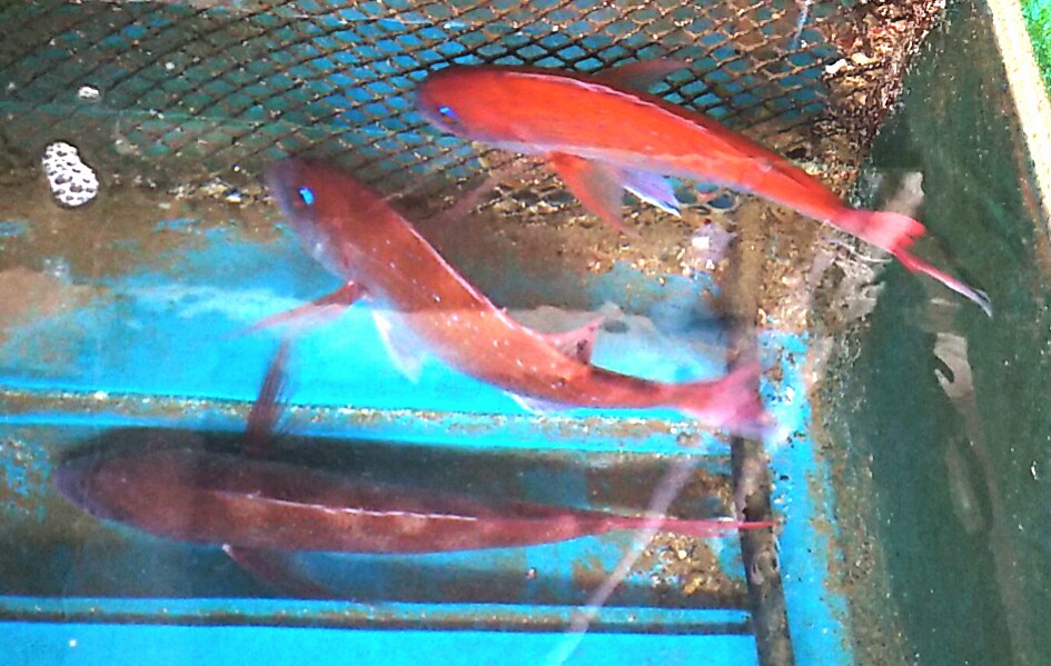鯛ラバー