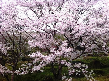 亀川ダム　桜