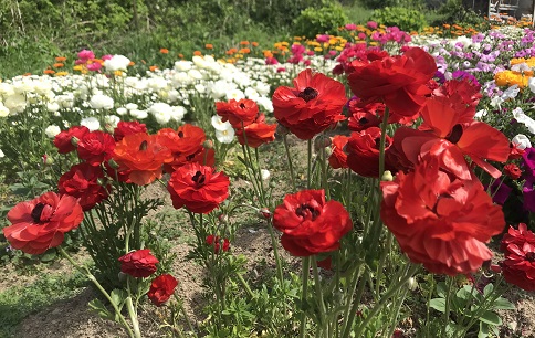 すじの花２