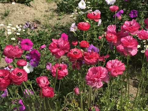 すじの花１