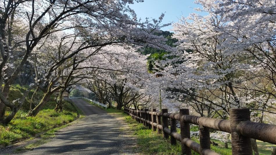 29年度道目木湖畔　桜