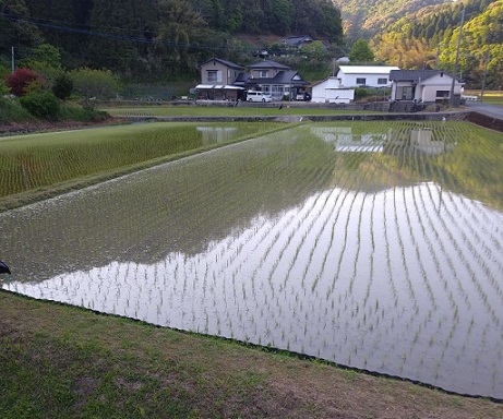 田んぼ