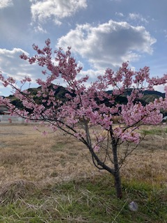 河津桜２月１７日（回転90）