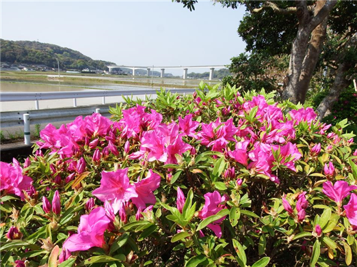 つつじ1
