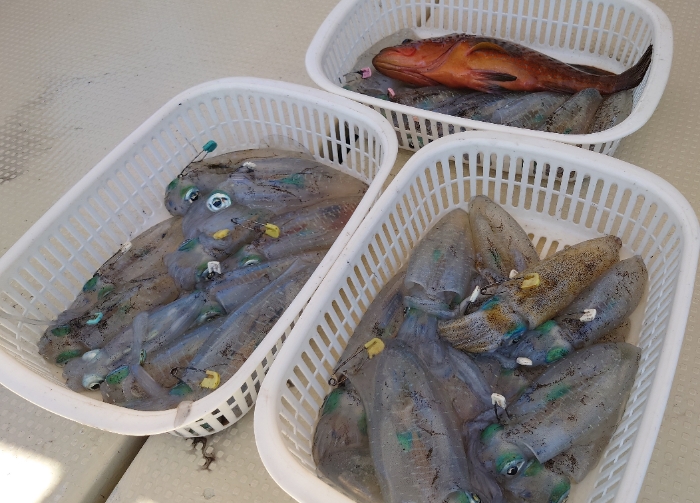 ティップラン調査便