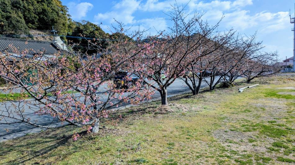 ２０２６河津桜