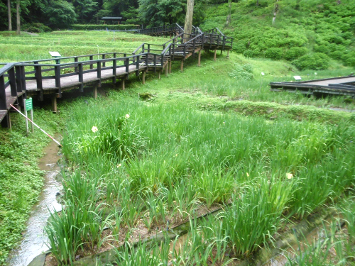 5月17日の花菖蒲園（つぼみ）
