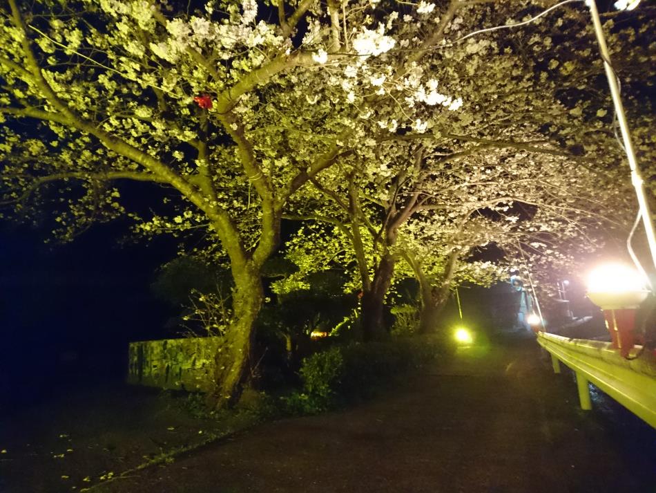 夜桜ライトアップ