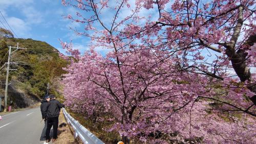 深海町河津桜をみるひとたち2024.2