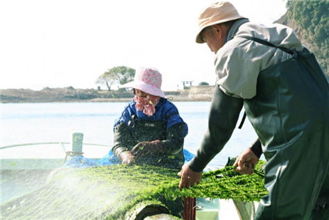 宮南「あおさ」
