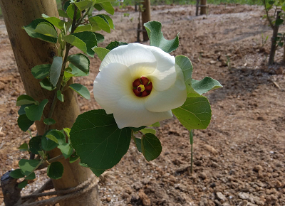 sirohamabou