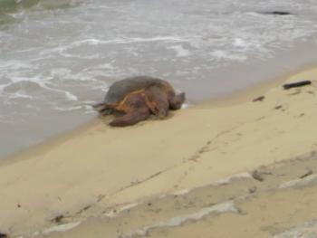 白鶴浜７月２０日（アカウミガメ）