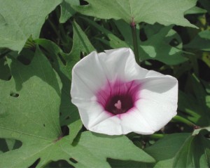 さつまいもの花