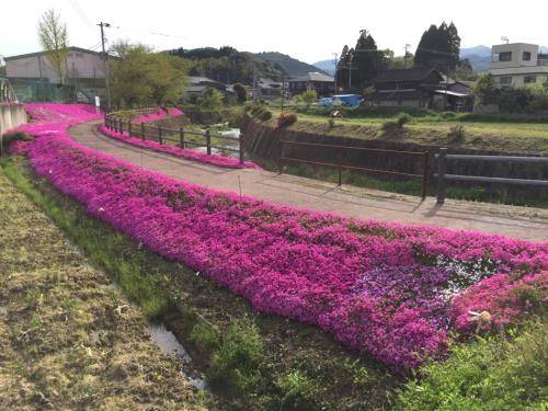 芝桜⑨