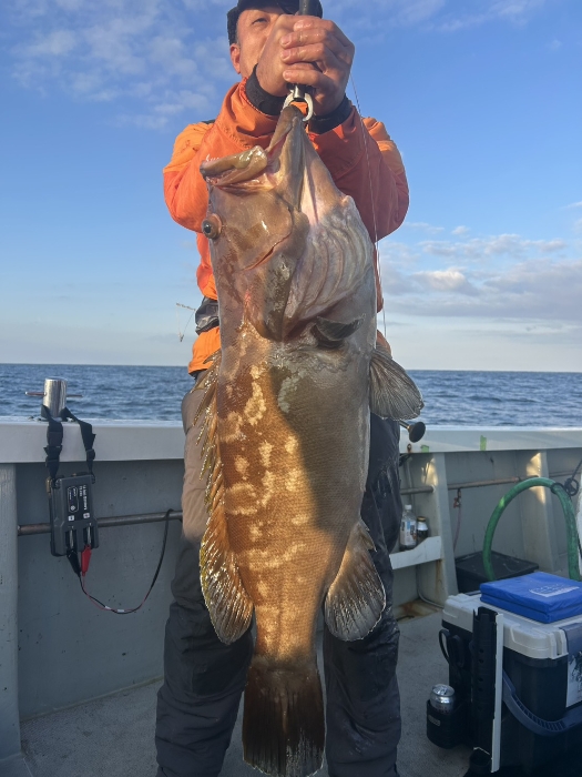 ミズイカ泳がせ