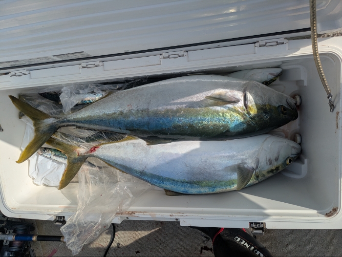 落とし込み釣り