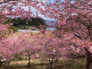 河津桜２月１７日