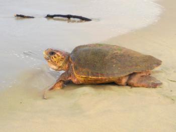 白鶴浜７月２０日（アカウミガメ）