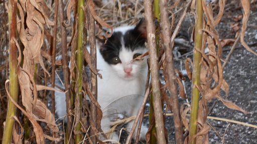 猫２