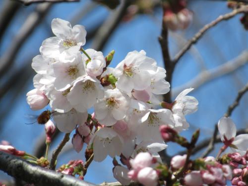 2018桜5