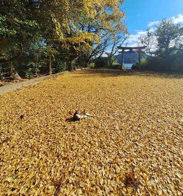 イチョウ