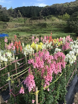 キンギョソウ２