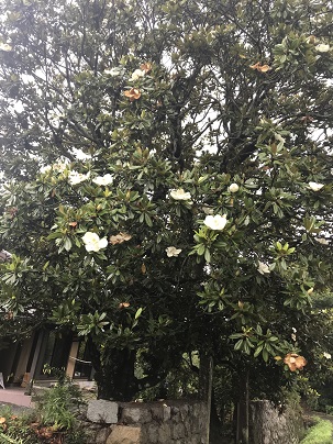 泰山木１