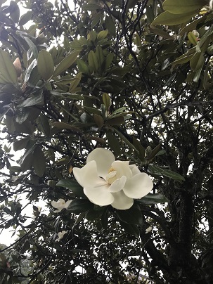 泰山木　２