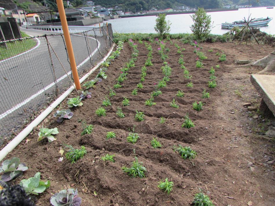 花苗の植栽