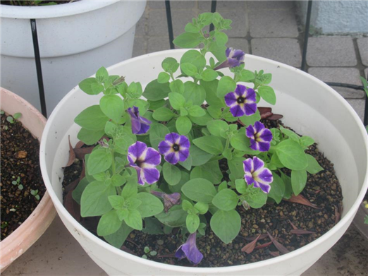 花3