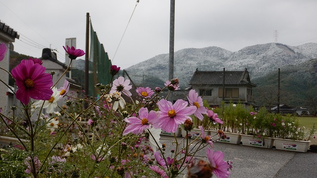20231222雪風景 (8)