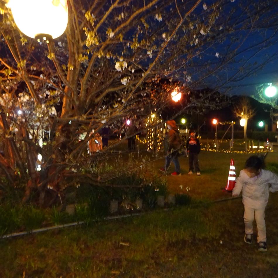 竹あかり・桜まつり