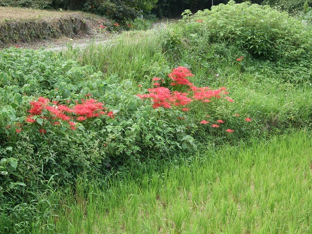 彼岸花