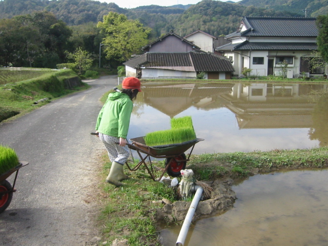 田植え