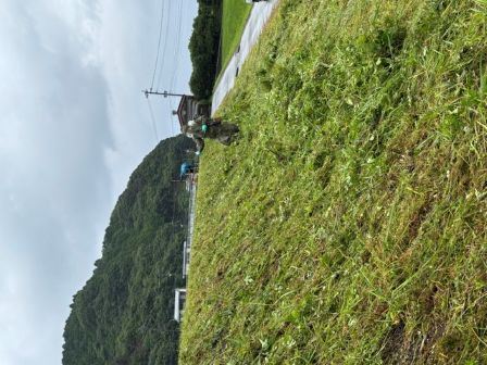 みどりのボウボウ