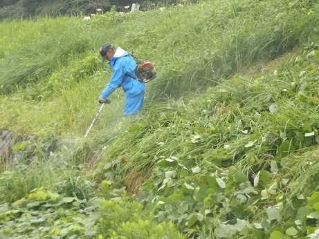 9月みどりの作業２