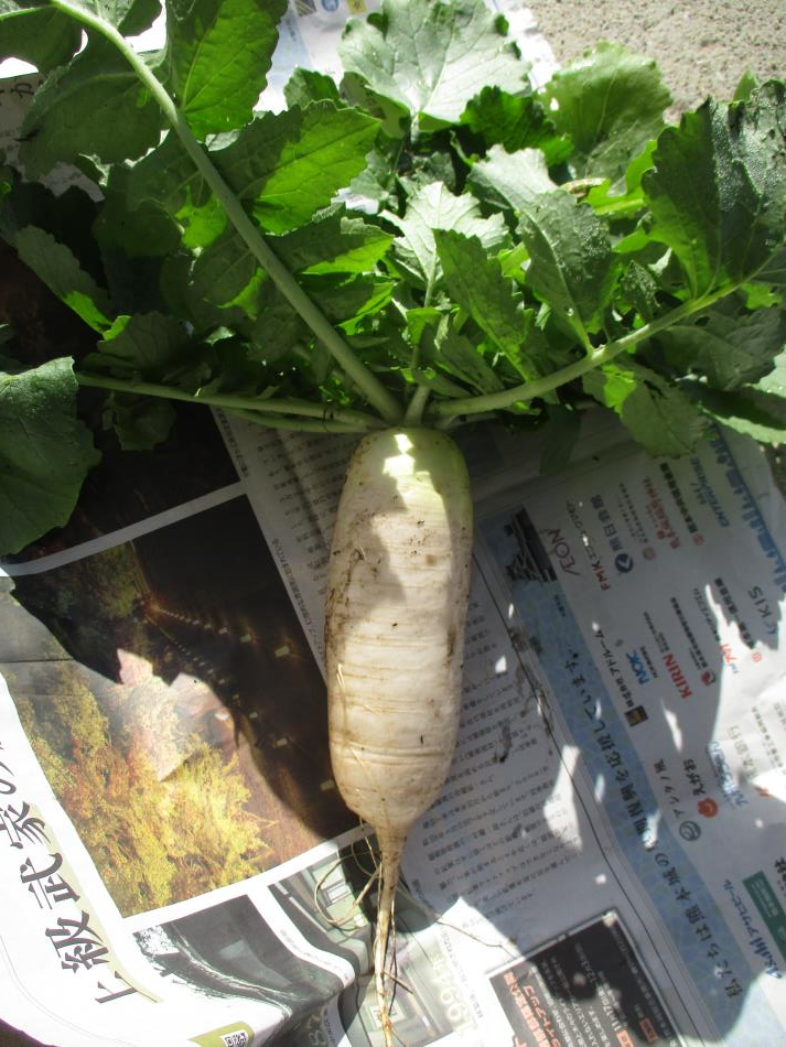 大根！収穫のとき…（R７ ５歳児１２月）