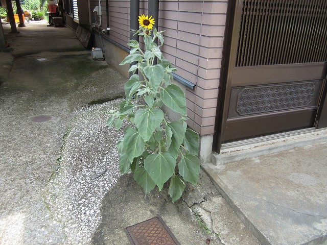 隙間からヒマワリ