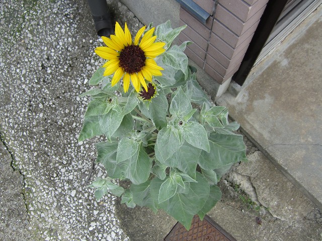 隙間ヒマワリ上からショット