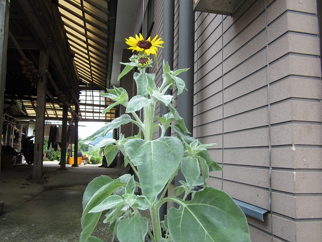 隙間ヒマワリ上だけ