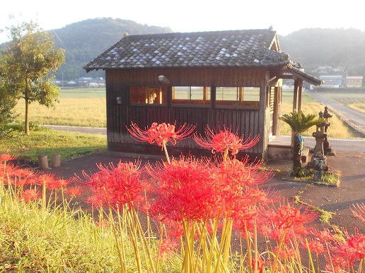彼岸ばなん朝日